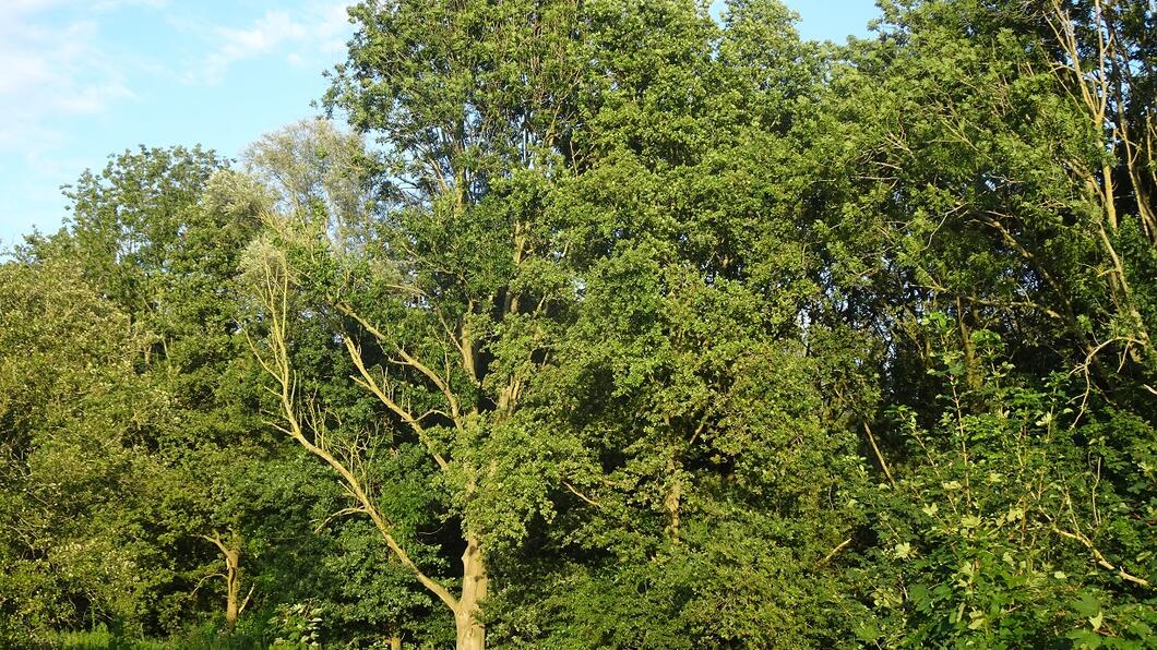 Foto van het Beusebos