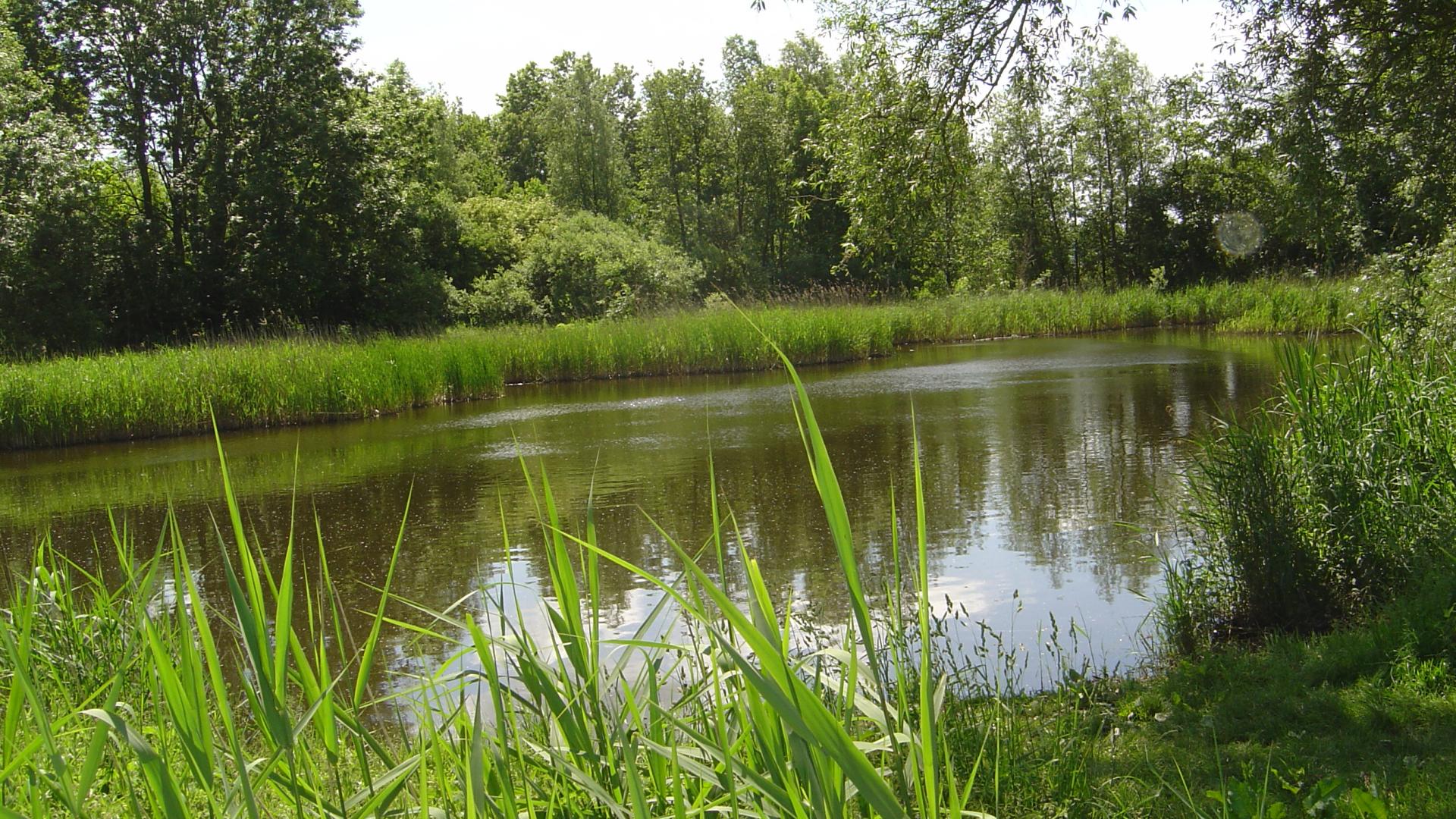 Meertje_in_het_Beusebos.jpg