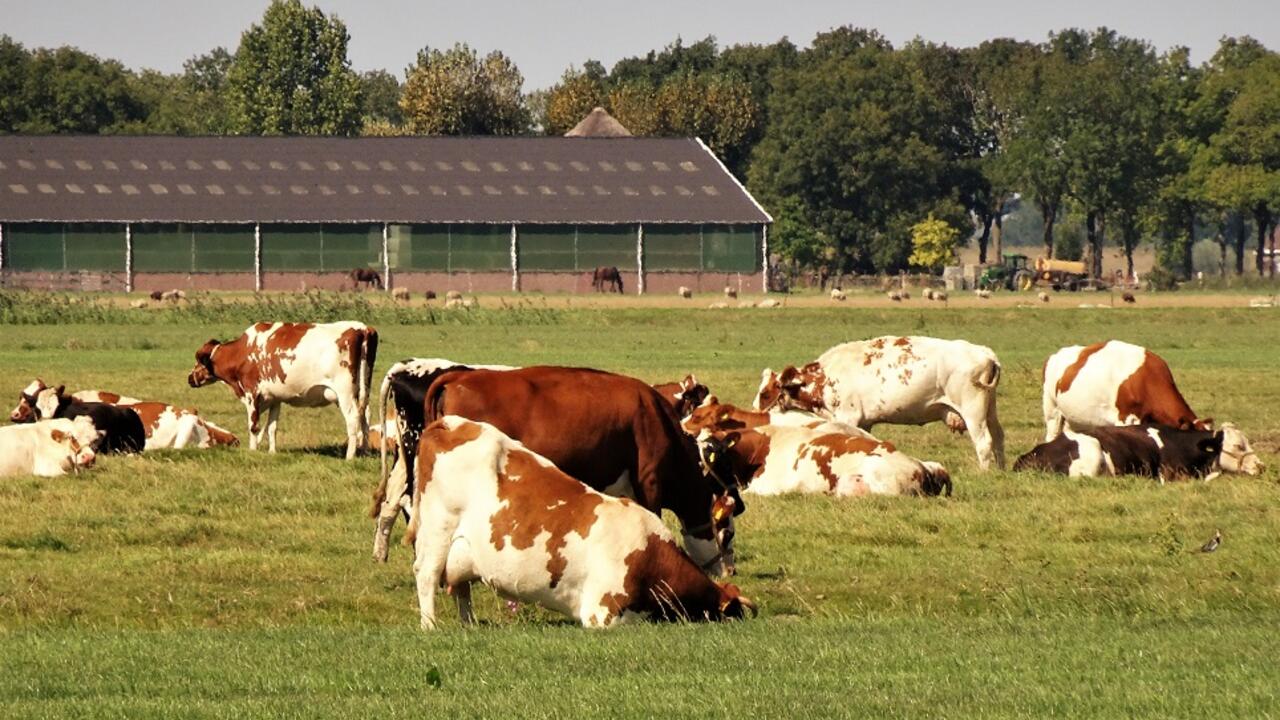 Liggende koeien in de wei in de Beemster, met stal op de achtergrond